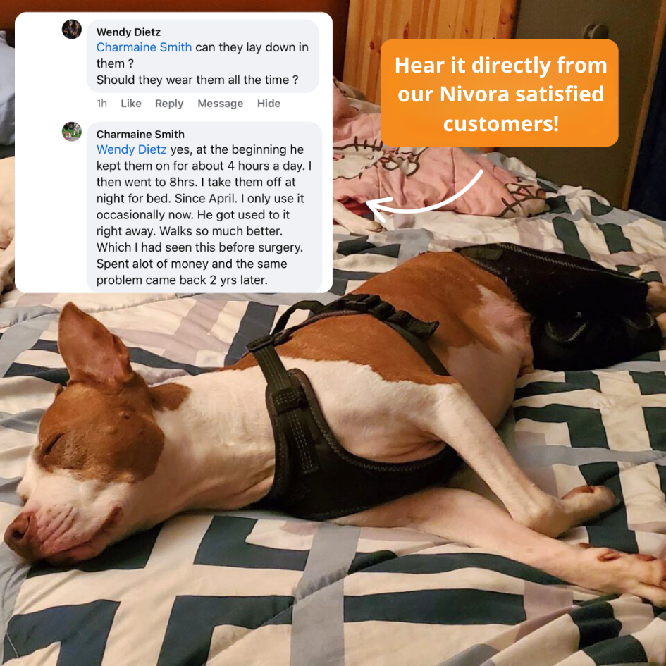 Dual-Leg Hinged Knee Brace Harness