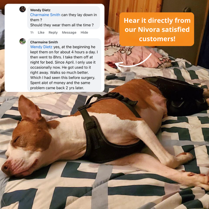 Dual-Leg Hinged Knee Brace Harness