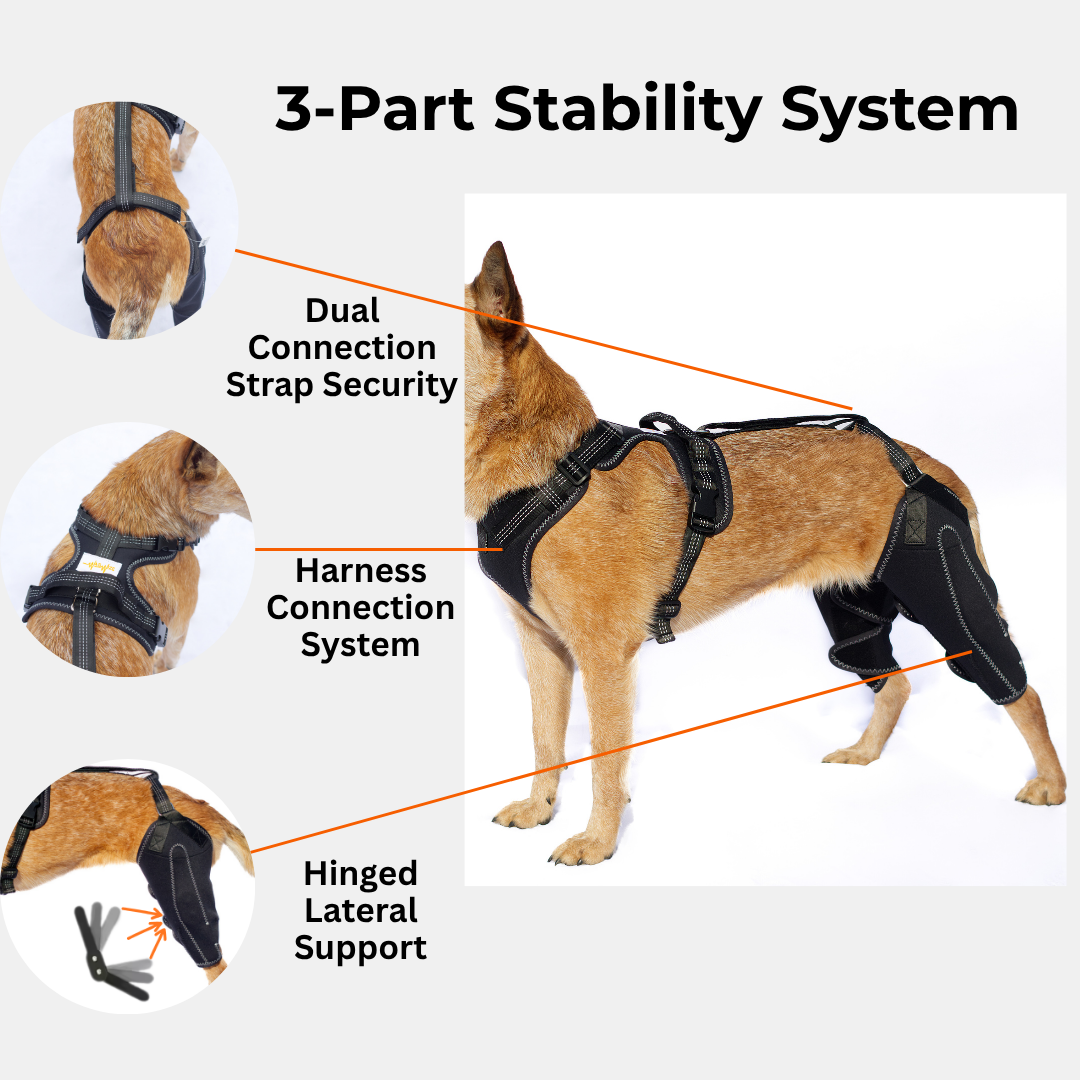 Dual-Leg Hinged Knee Brace Harness